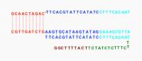 The sequences of two components of the DNA robot as they begin to interact